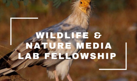 Wildlife & Nature Media Lab Fellow