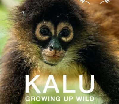 Kalu Growing Up Wild