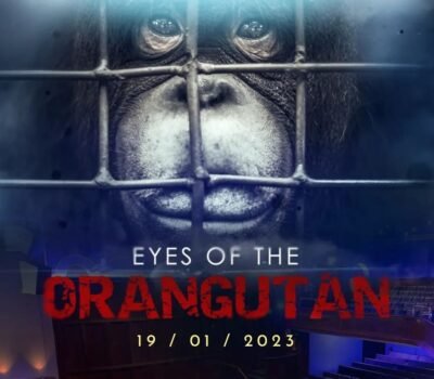 Eye of The Orangutan